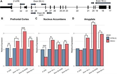 Ninein, a candidate gene for ethanol anxiolysis, shows complex exon-specific expression and alternative splicing differences between C57BL/6J and DBA/2J mice